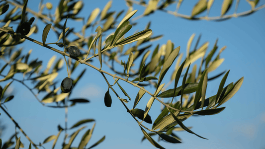 What Happens When Olives Sit Too Long Before Pressing?