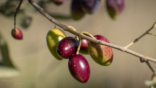 Does high polyphenol Olive Oil Always Taste Bitter