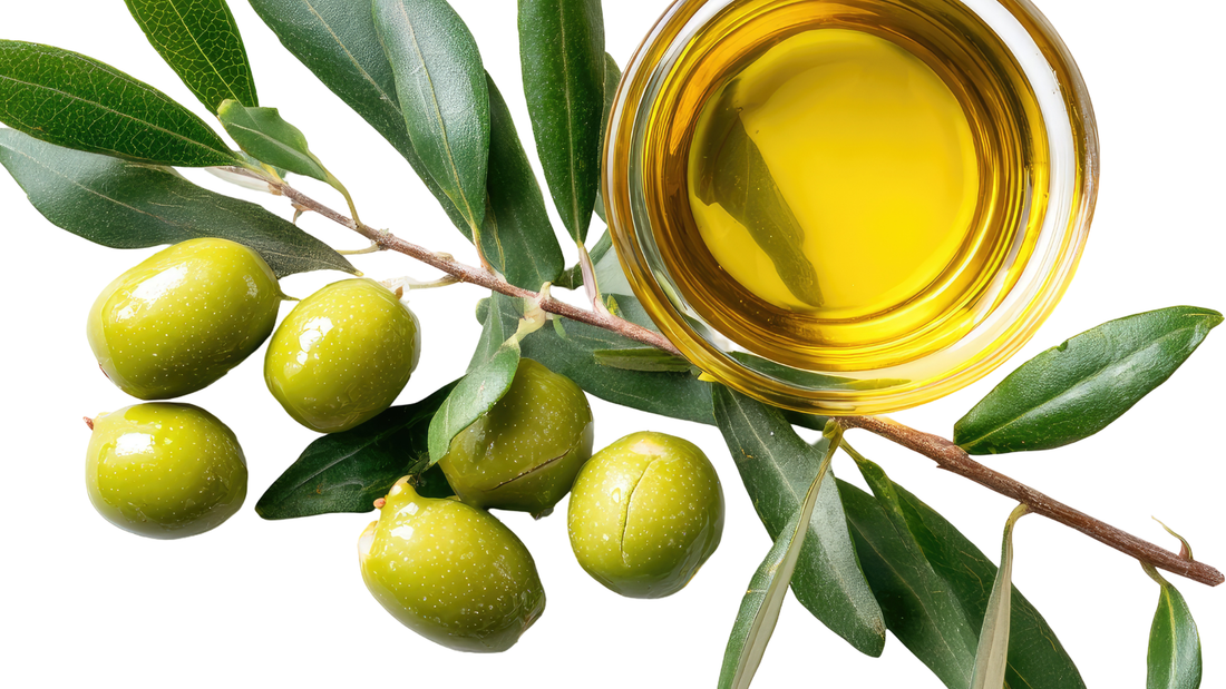 Fresh green Turkish olives on a branch with a bowl of golden extra virgin Turkish olive oil, ancient origin modern quality
