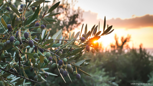 How Imported Olive Oil Qualifies for USDA Organic Certification