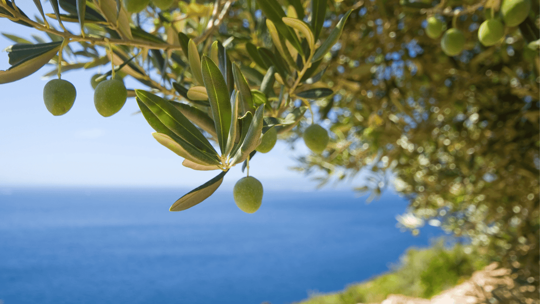 Oleocanthal: The Ibuprofen-Like Compound Naturally Found in Olive Oil