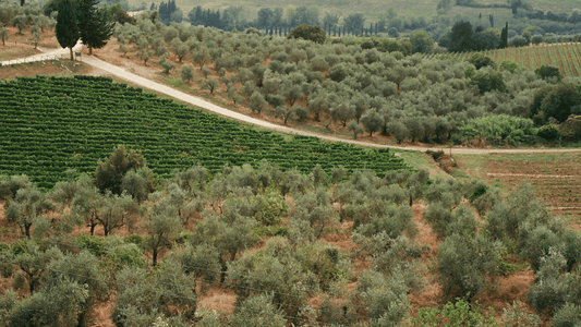 Does Heating Olive Oil Destroy Its Polyphenols?