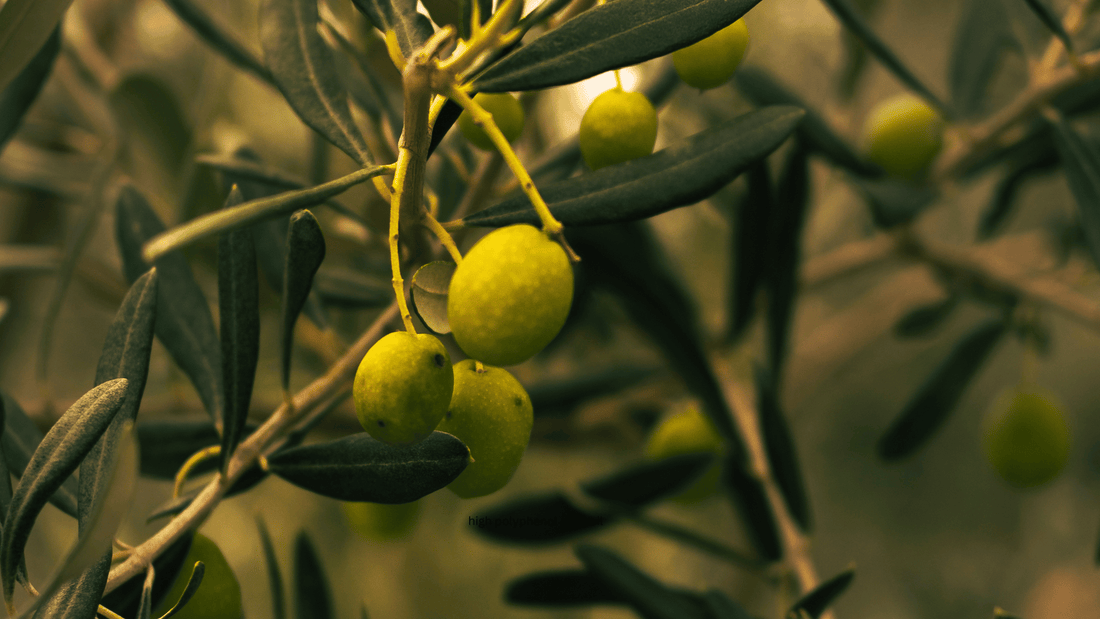Olive Oil vs Avocado Oil: A Complete Nutrition and Cooking Comparison