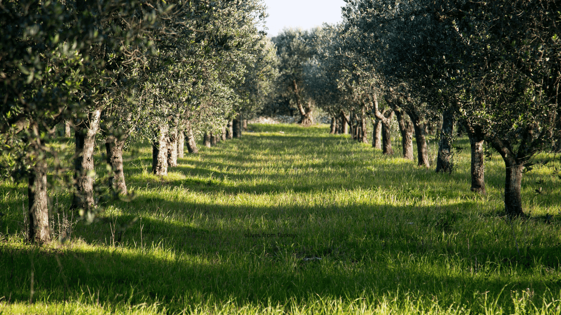 Olive Oil and Heart Health: What 40 Years of Research Has Found